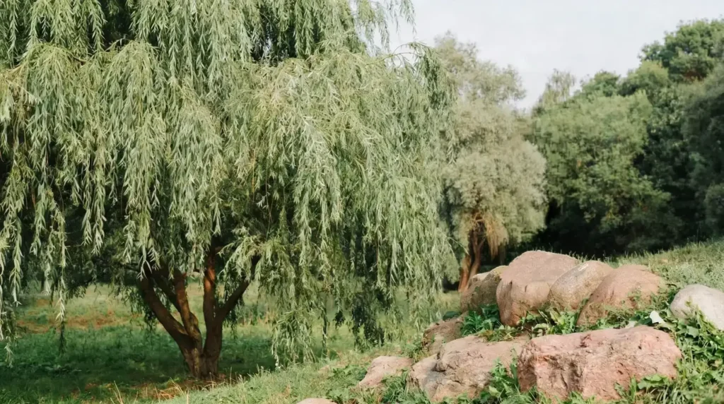 homepage-service woman doing yoga healing mental help trauma